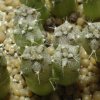 Gymnocalycium_lukasikii